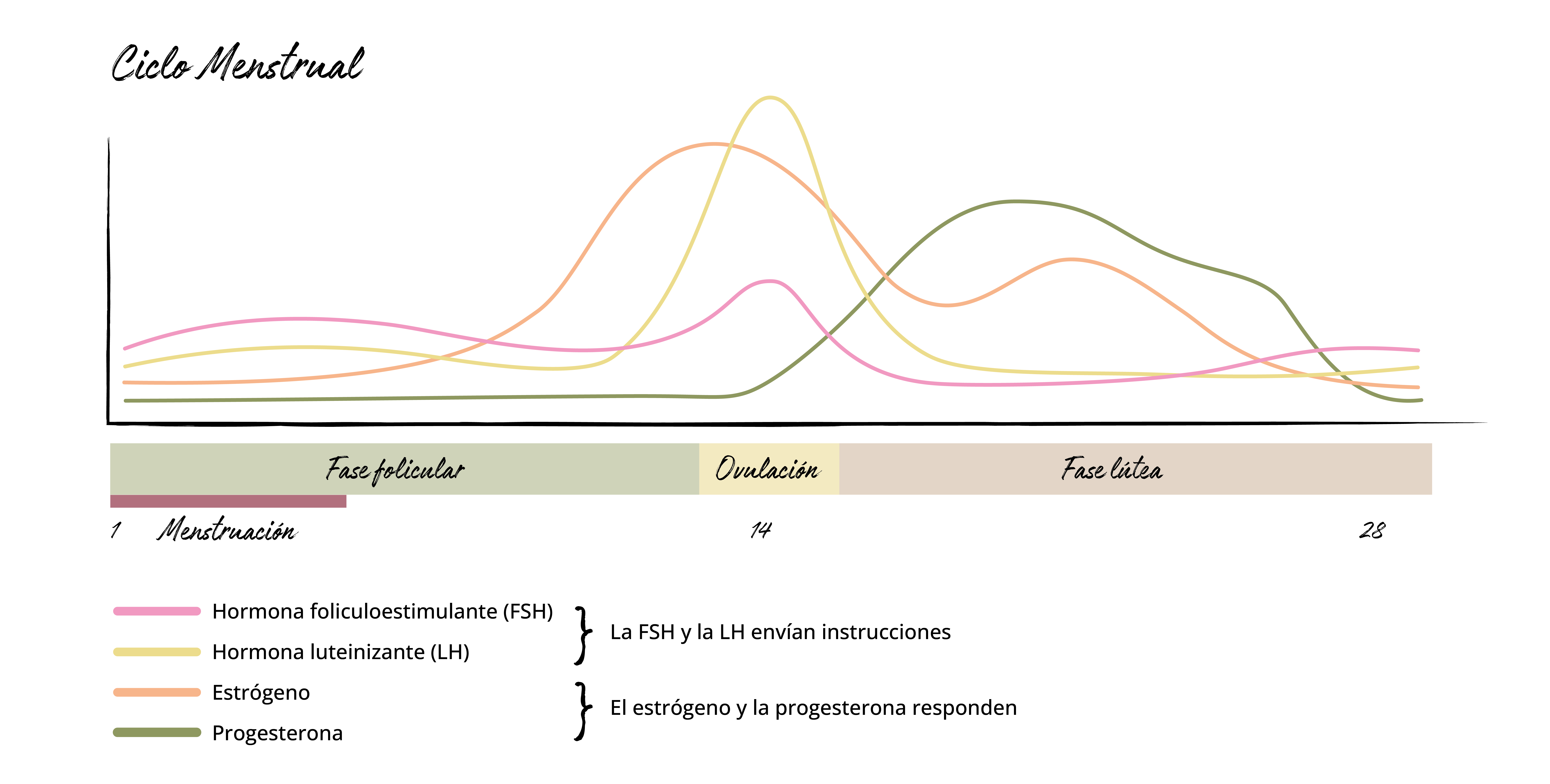 LAs cuatro fases del ciclo menstrual